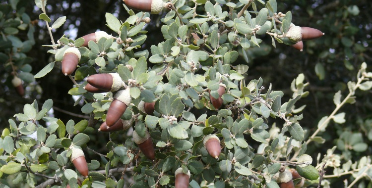 Bellotas de Encina (Quercus ilex). Foto de Mario diaz